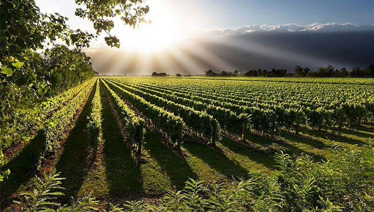 Magični svet vina levačkog vinogorja - Vinarija Lastar